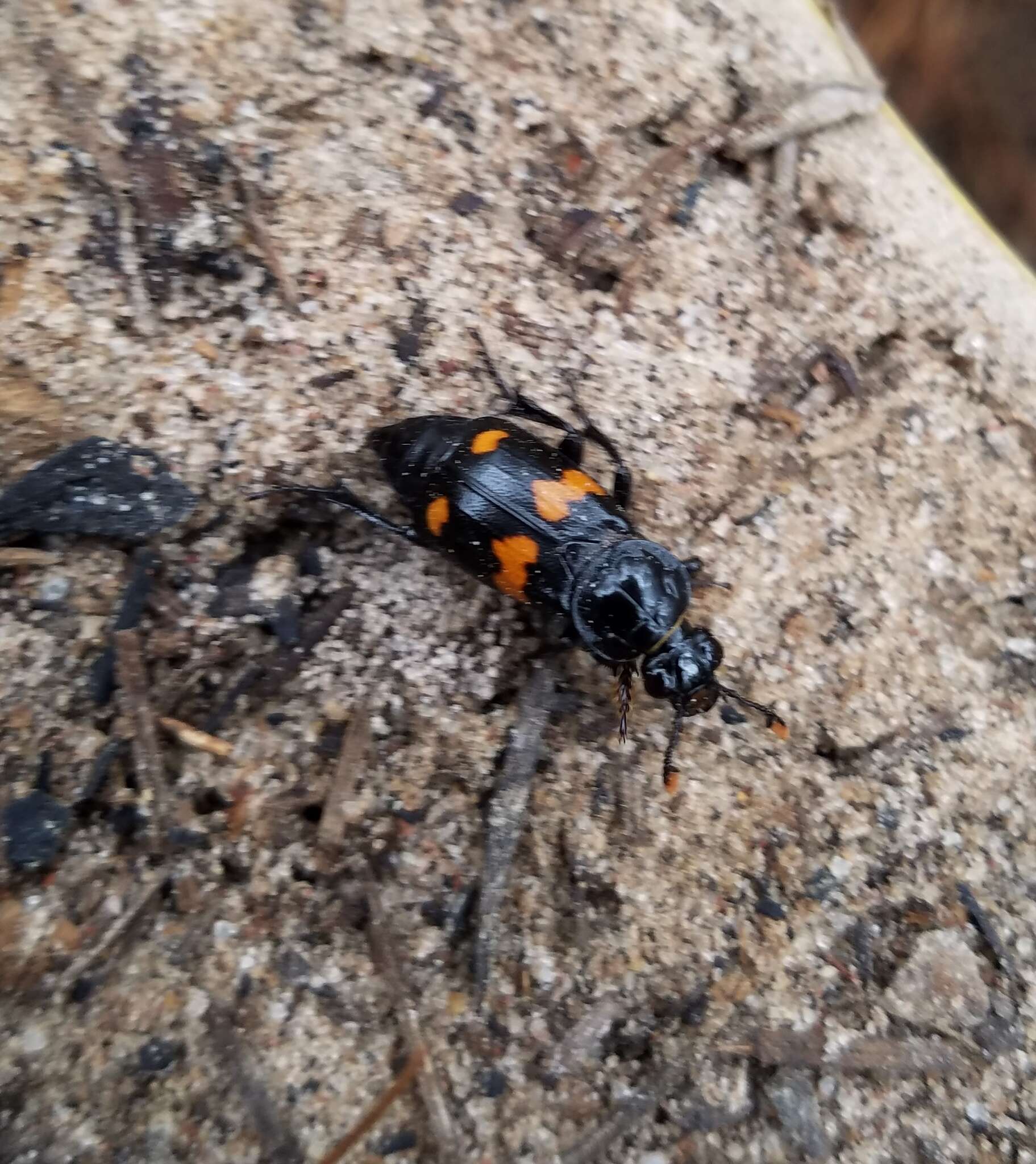 Nicrophorus (Nicrophorus) orbicollis (Say 1825) resmi