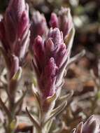 Image of splithair Indian paintbrush