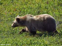 Image of grizzly bear