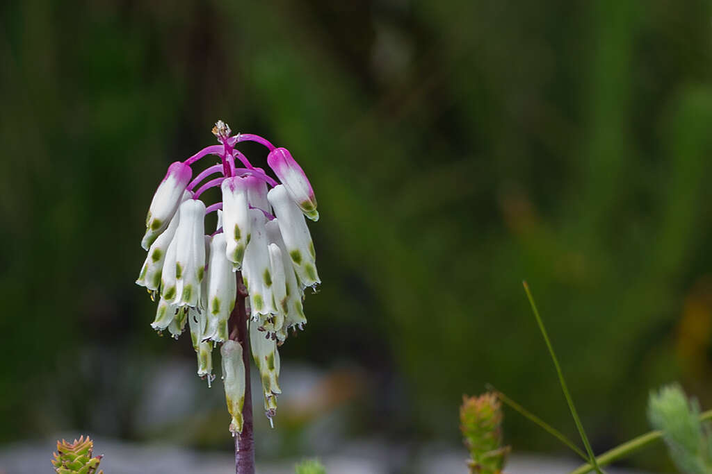 Imagem de Lachenalia sargeantii W. F. Barker