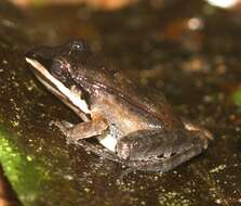 Image of Leptodactylus didymus Heyer, García-Lopez & Cardoso 1996