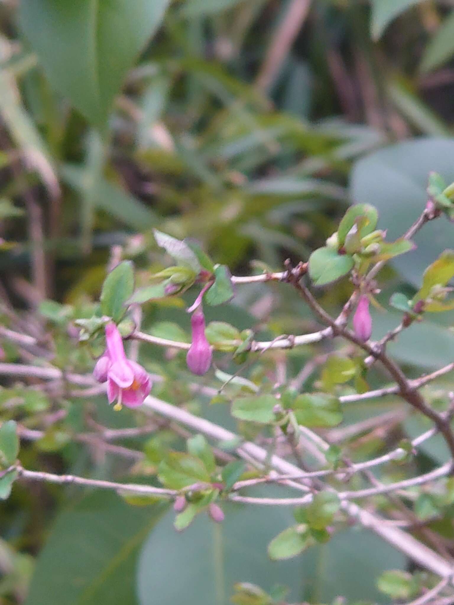 Lonicera gracilipes Miq.的圖片