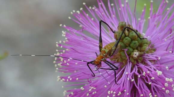 Image of Southeastern Bush Katydid