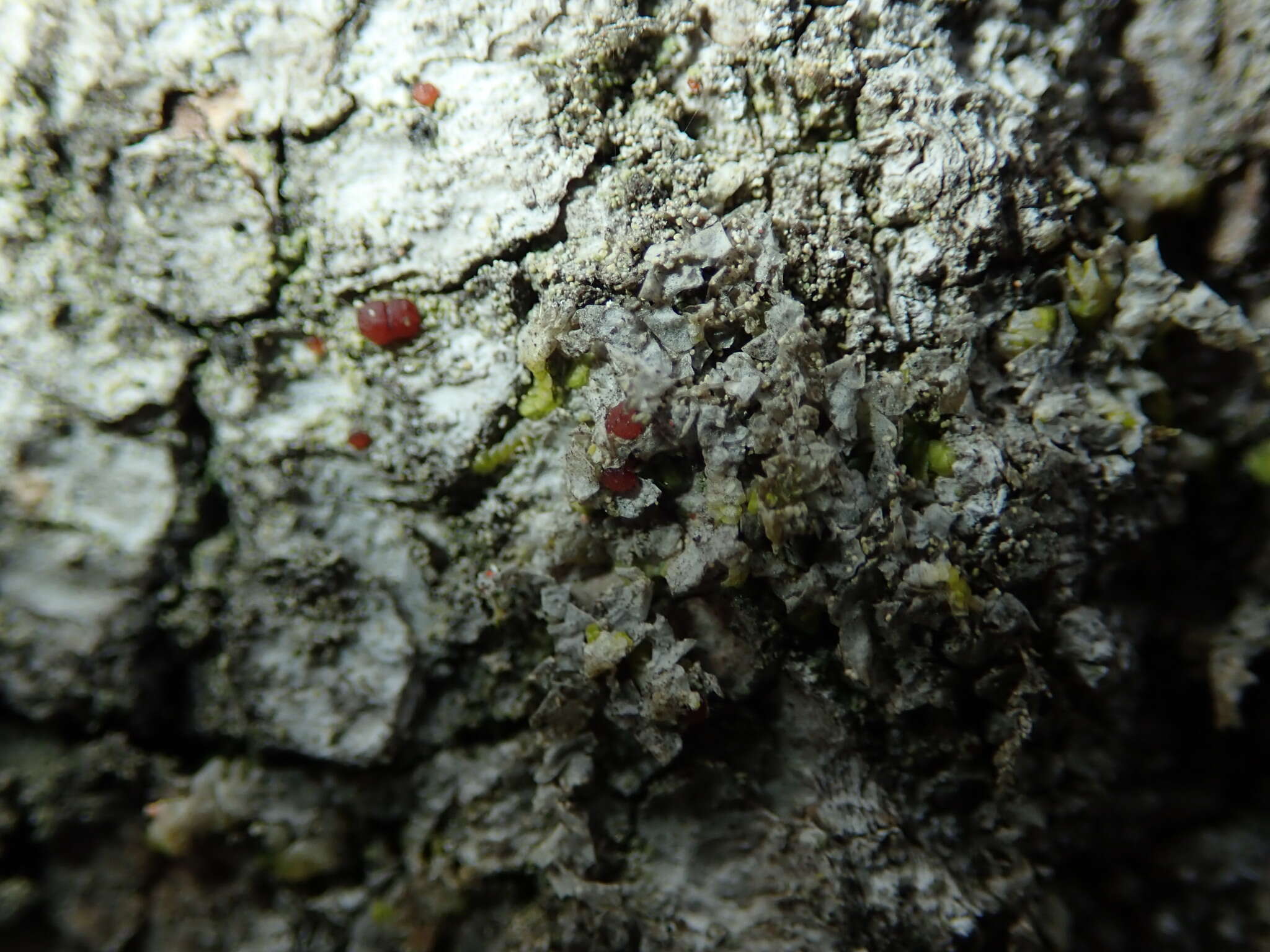 Image of dotted lichen