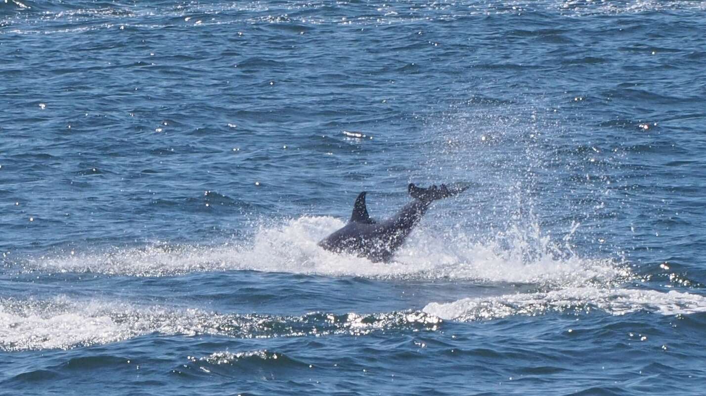 Imagem de Tursiops Gervais 1855