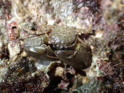 Image of Cabrillo porcelain crab