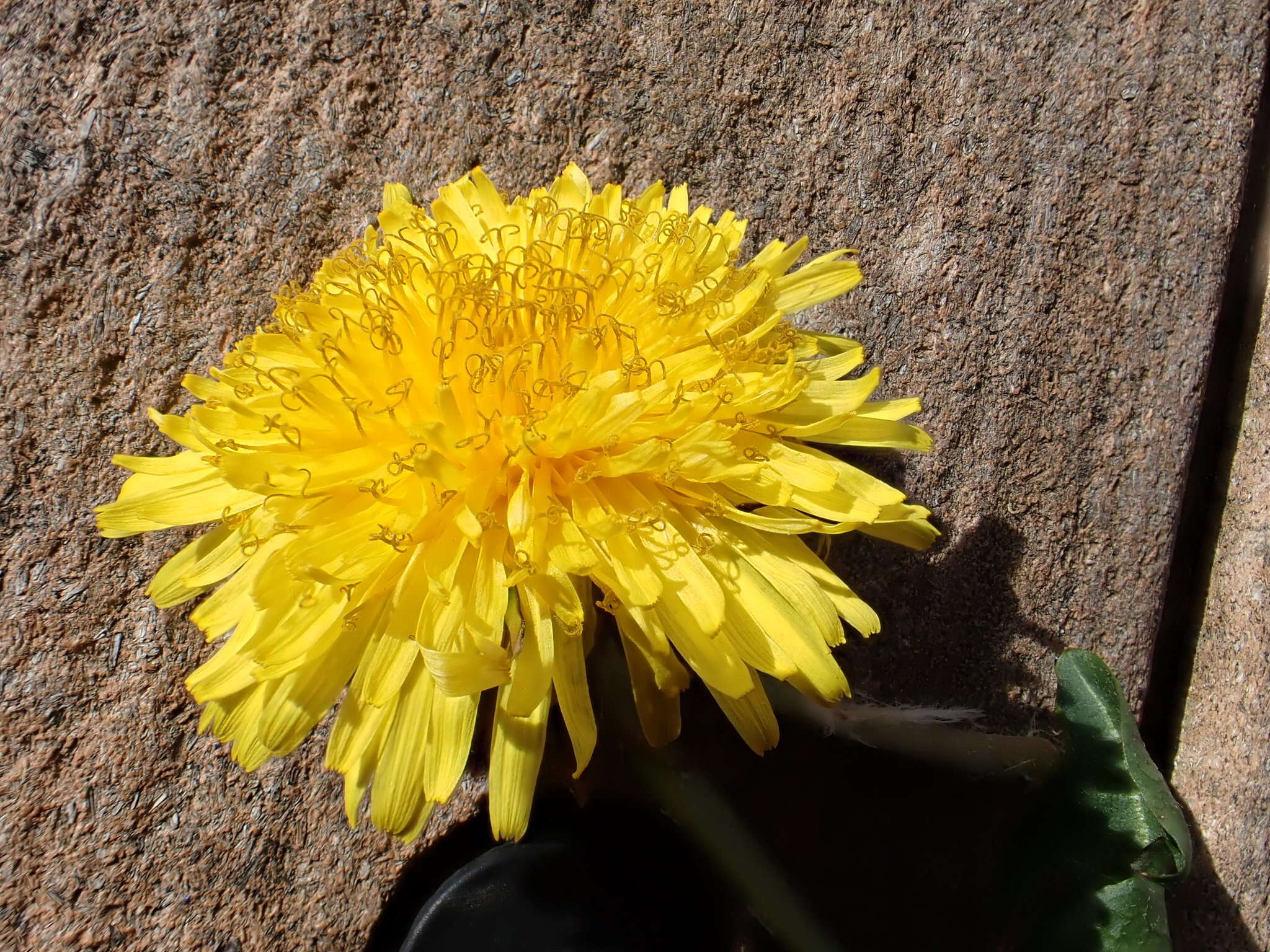 Image of Taraxacum piceatum Dahlst.