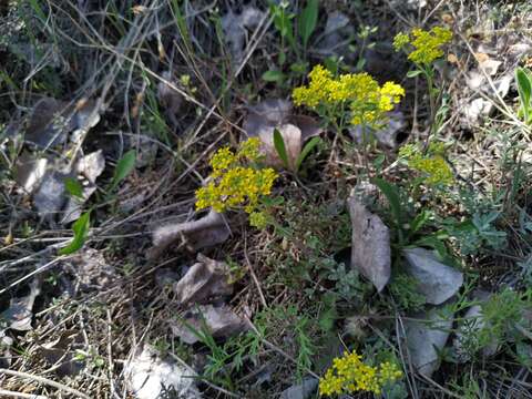 Plancia ëd Odontarrhena tortuosa subsp. cretacea