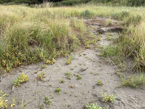 Imagem de Rumex persicarioides L.