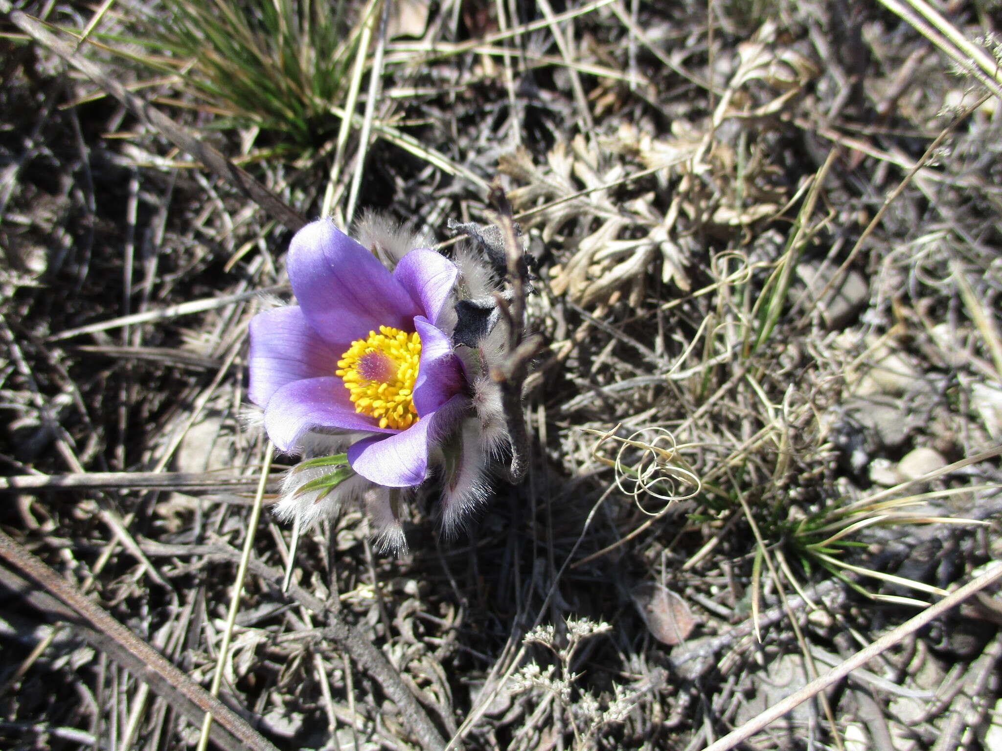 Imagem de Pulsatilla turczaninovii Krylov & Serg.