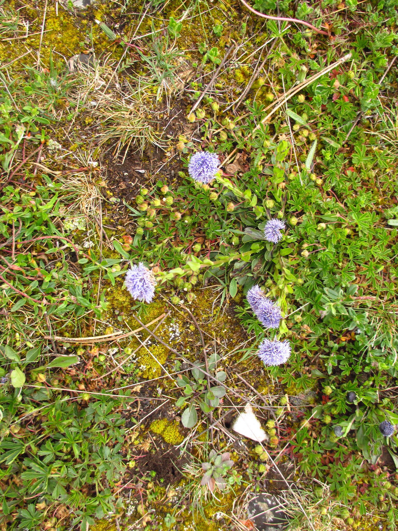 Image of Globularia bisnagarica L.