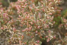 Image of Tecticornia arbuscula (R. Br.) K. A. Sheph. & Paul G. Wilson