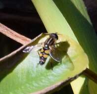 Image of Helophilus fasciatus Walker 1849