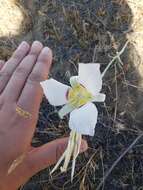 Image of Nez Perce mariposa lily