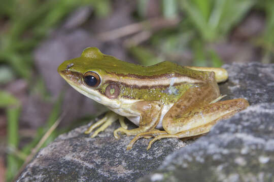 Image of Common Green Frog