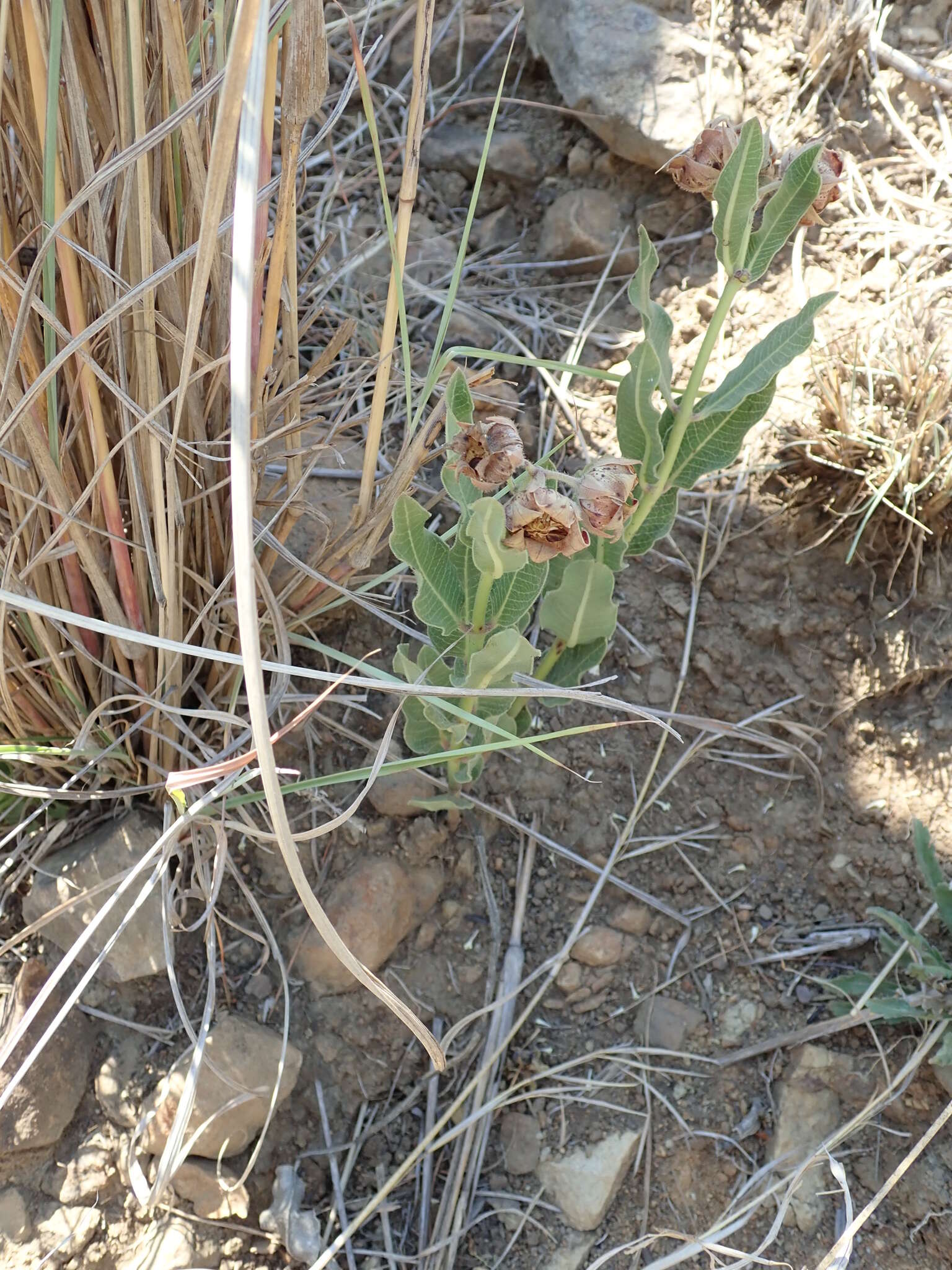 Image of Pachycarpus dealbatus E. Mey.