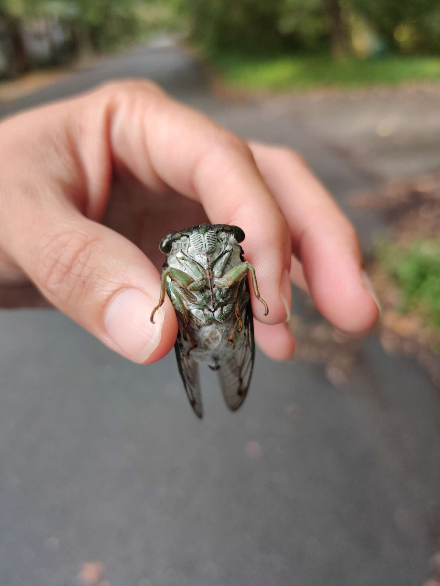 Image of Neotibicen tibicen australis (Davis & W. T. 1912)