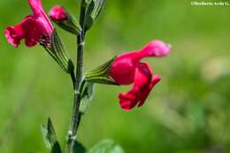 Salvia microphylla Kunth resmi