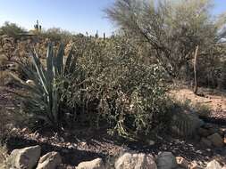 Image de Cylindropuntia vivipara (Rose) F. M. Knuth