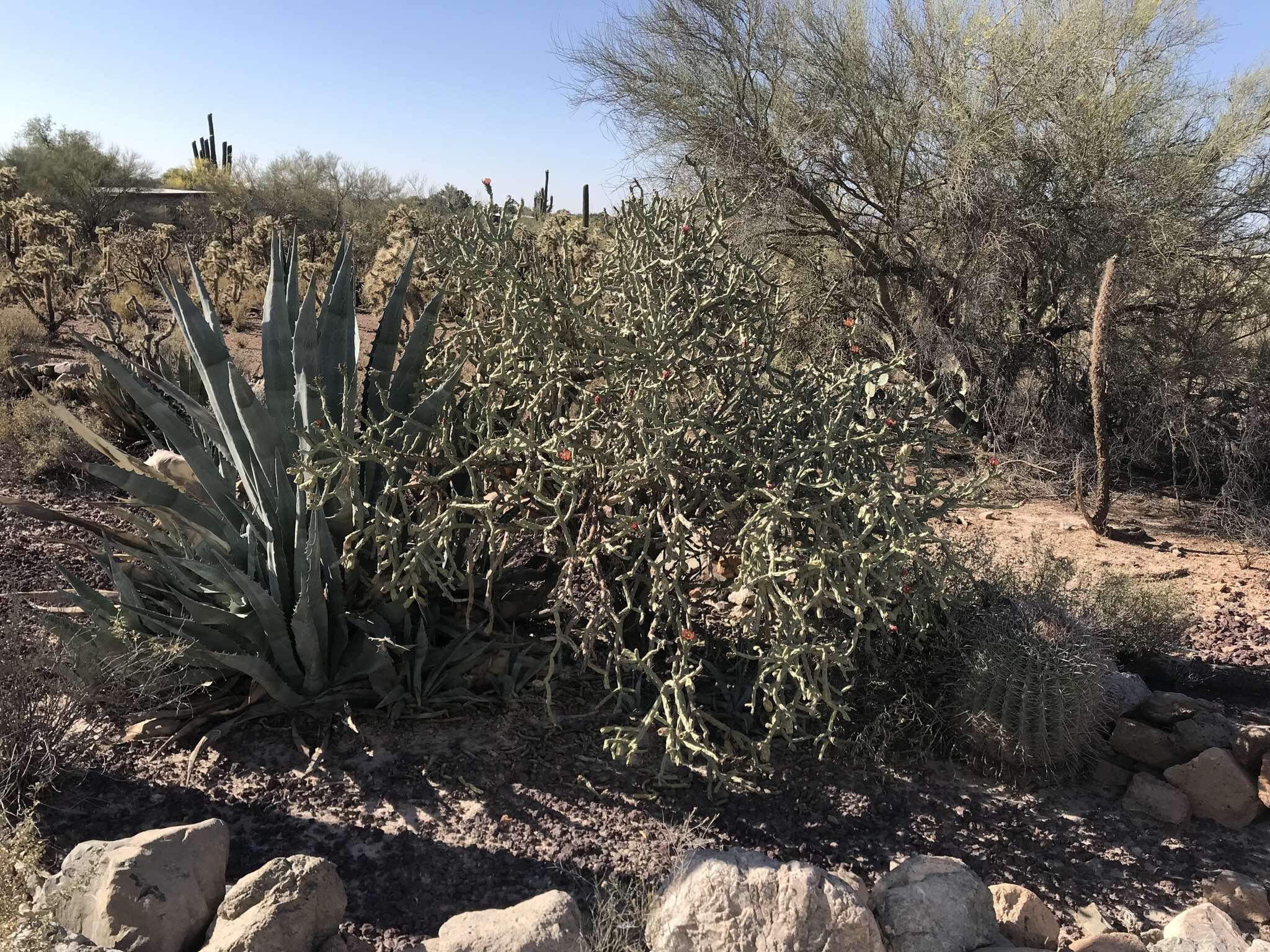 Image of cholla