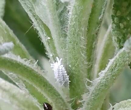 Image of Citrus mealybug