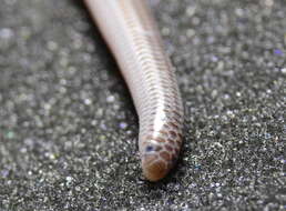 Image of Degerbol's Blind Snake
