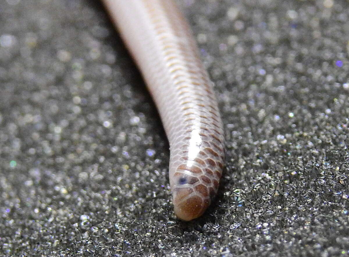 Image of Degerbol's Blind Snake