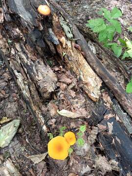 Image of Pluteus variabilicolor Babos 1978