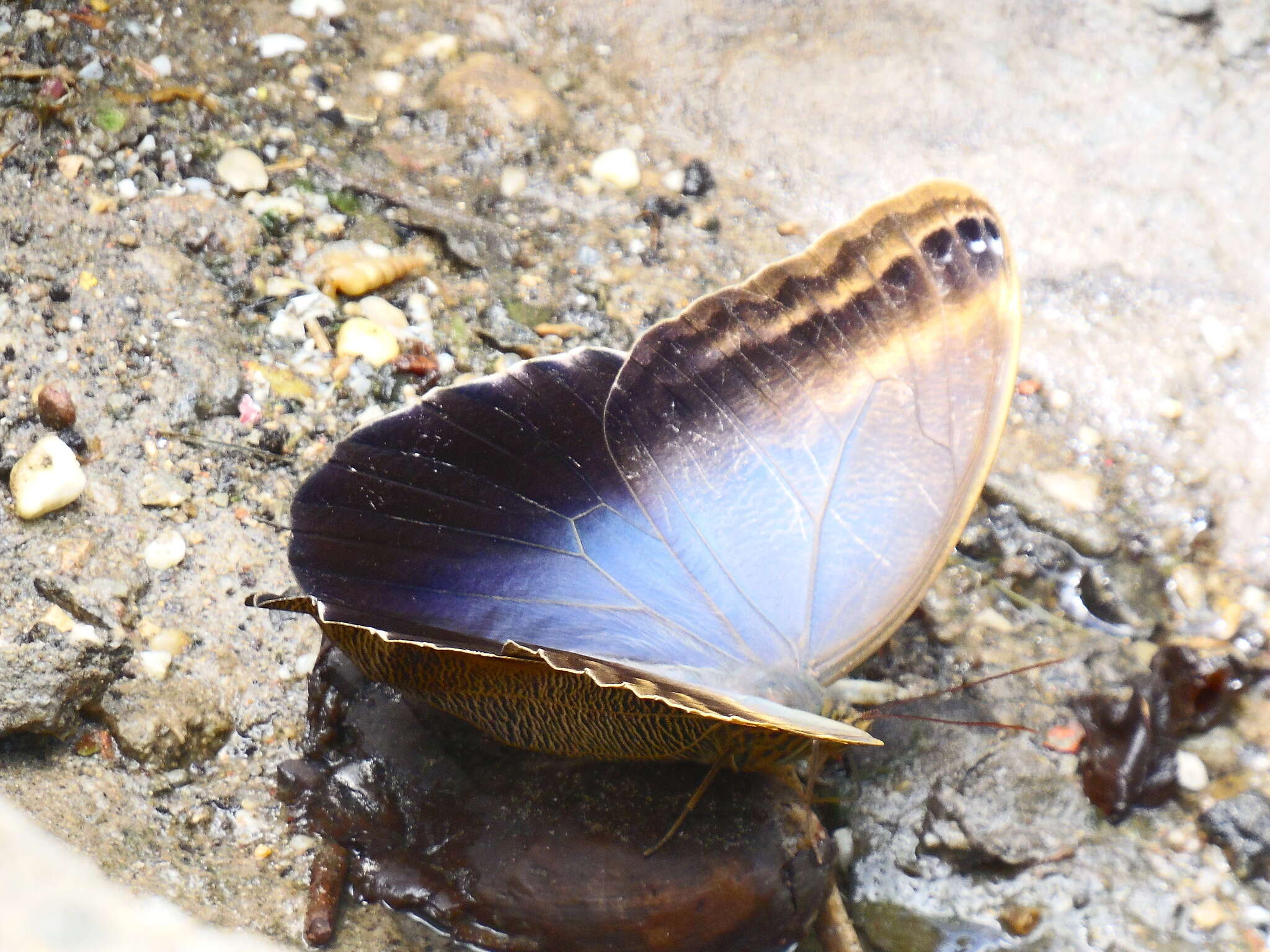 Imagem de Caligo brasiliensis minor Kaye 1904