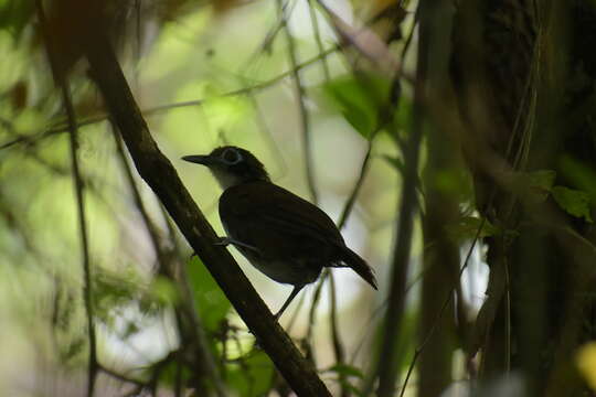 Image of Bicolored Antbird