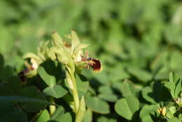 Image of Ophrys umbilicata subsp. umbilicata