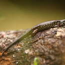 Image of Marble-throated Skink
