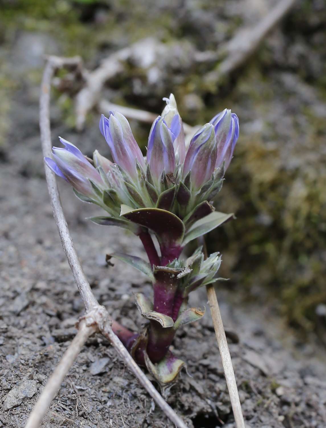 Image of Gentiana zollingeri Fawcett