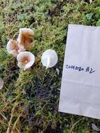 Hygrophorus monticola A. H. Sm. & Hesler 1963的圖片