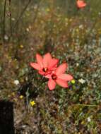 Image of Ixia tenuifolia Vahl