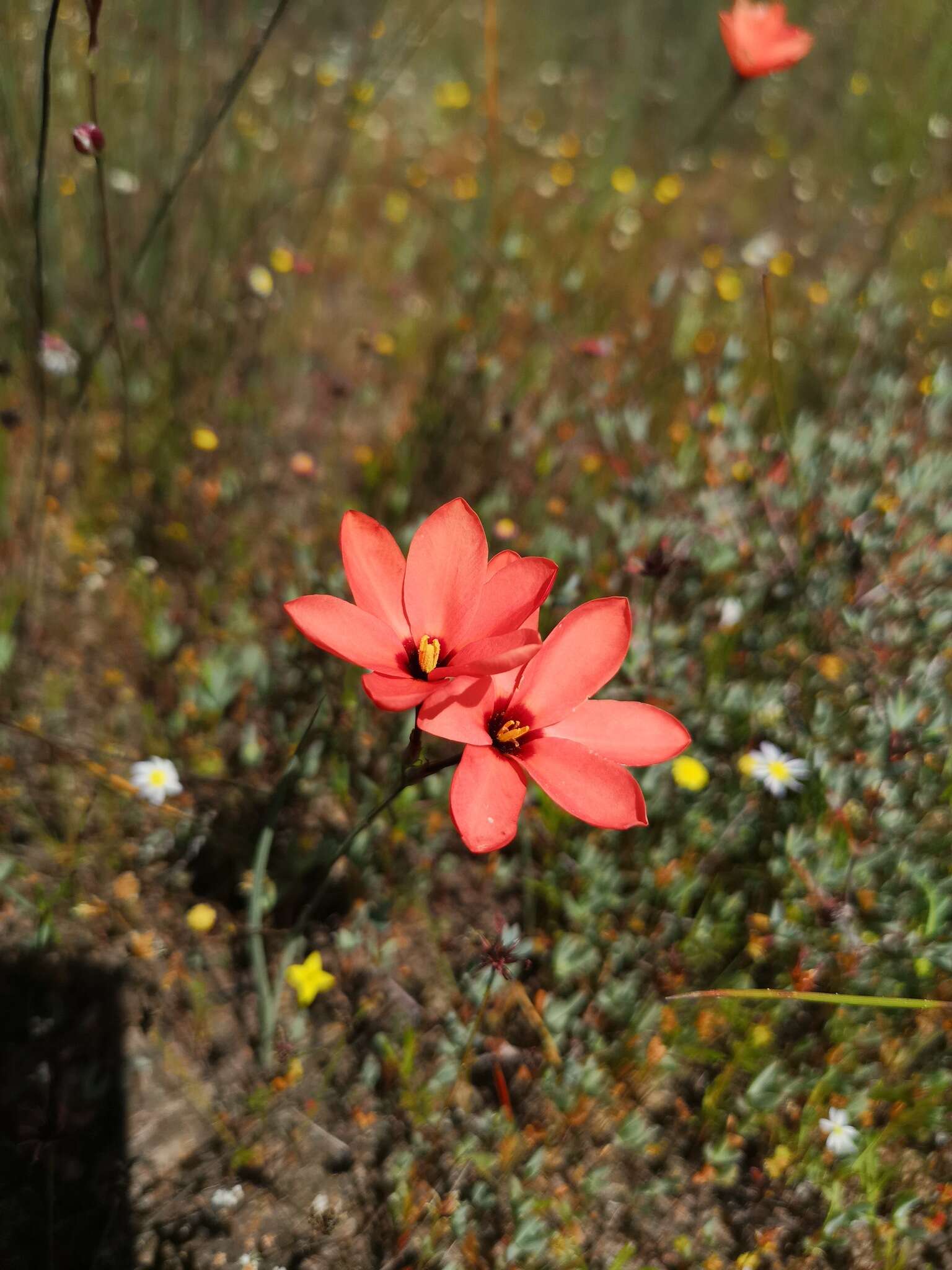 Image of Ixia tenuifolia Vahl