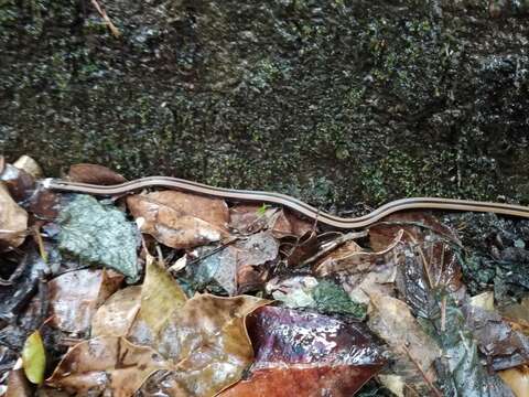 صورة Sinomicrurus sauteri (Steindachner 1913)