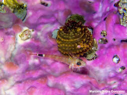 Image of Cunningham&#39;s triplefin