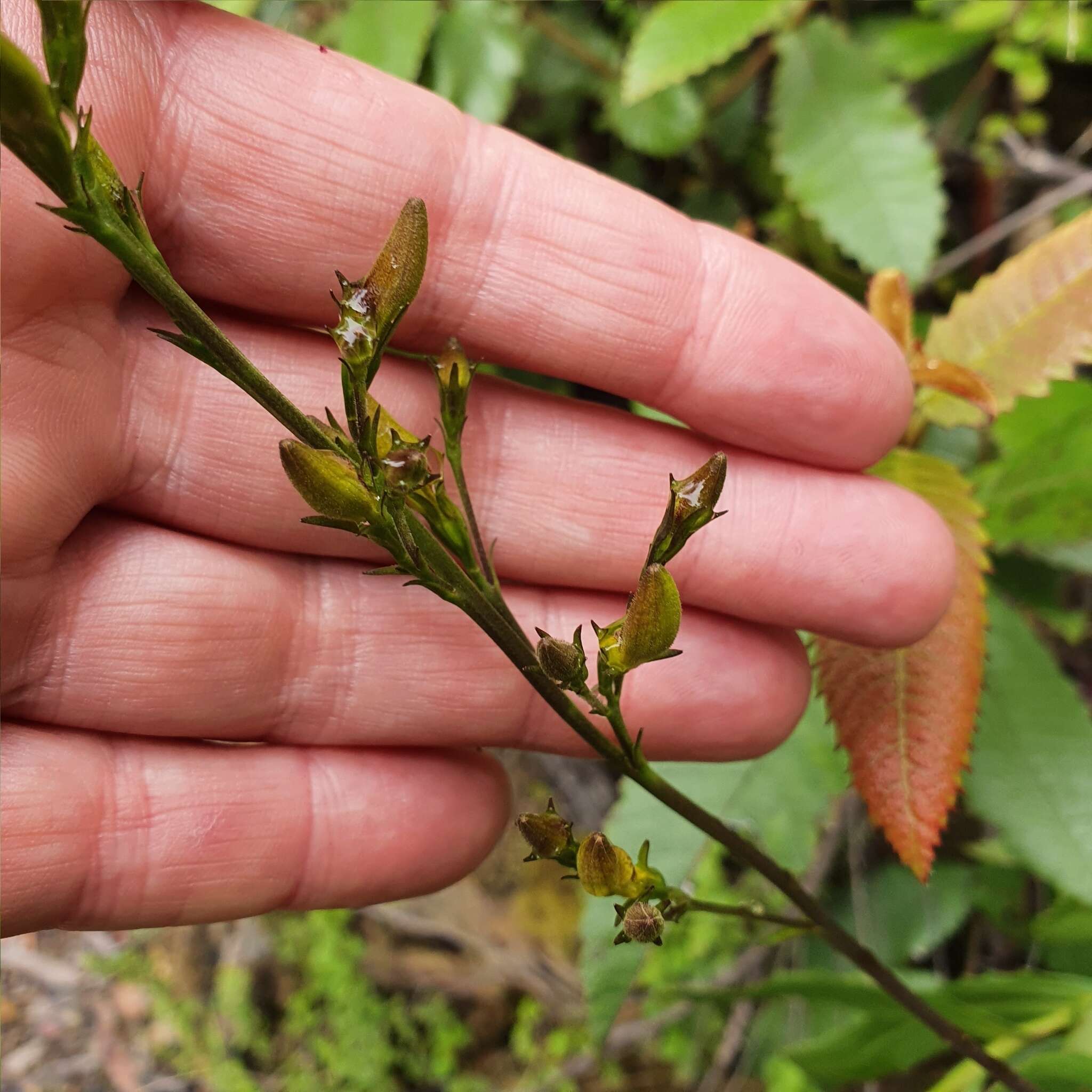 Image of Goodenia decurrens R. Br.