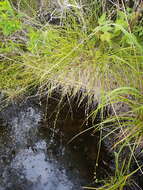 Image of Gray Bog Sedge