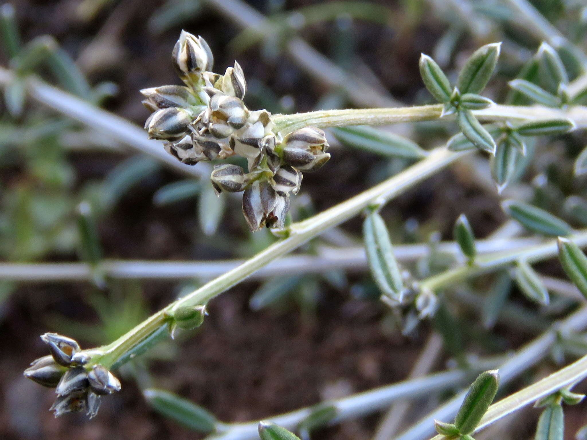 Image of Limeum aethiopicum Burm. fil.