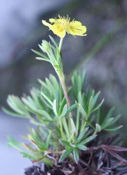 Image of twoflower cinquefoil