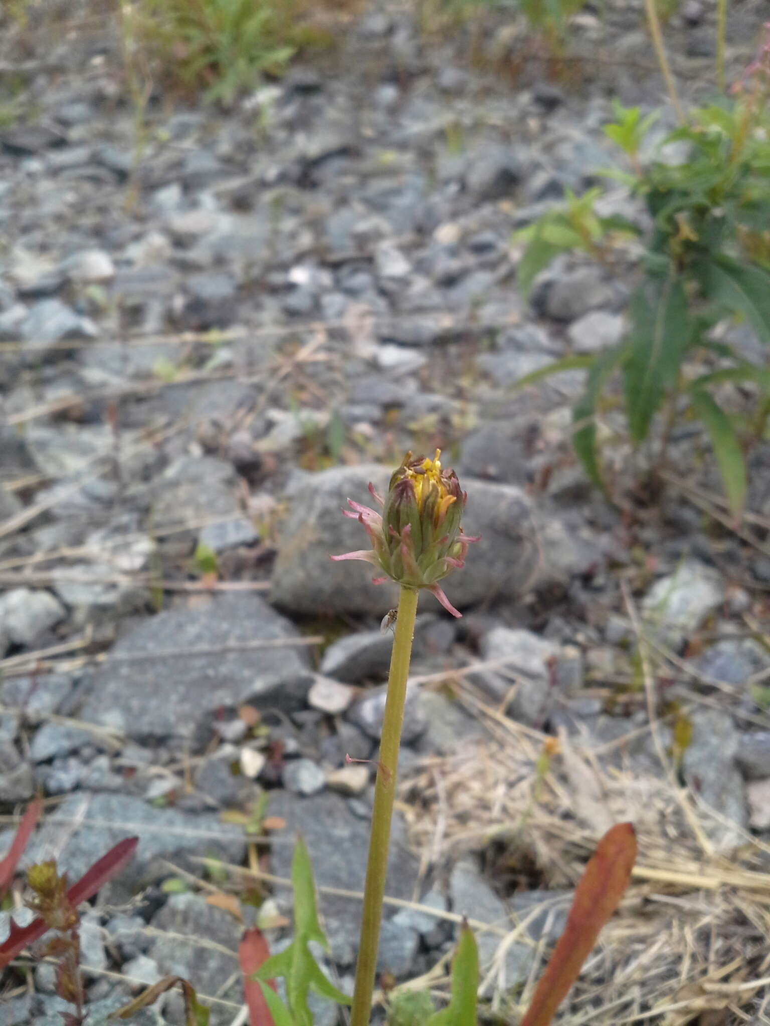 Image of Showy dandelion