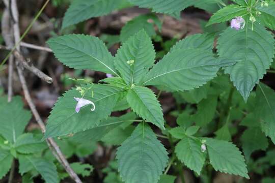 Image de Impatiens furcillata Hemsl. ex Forb. & Hemsl.