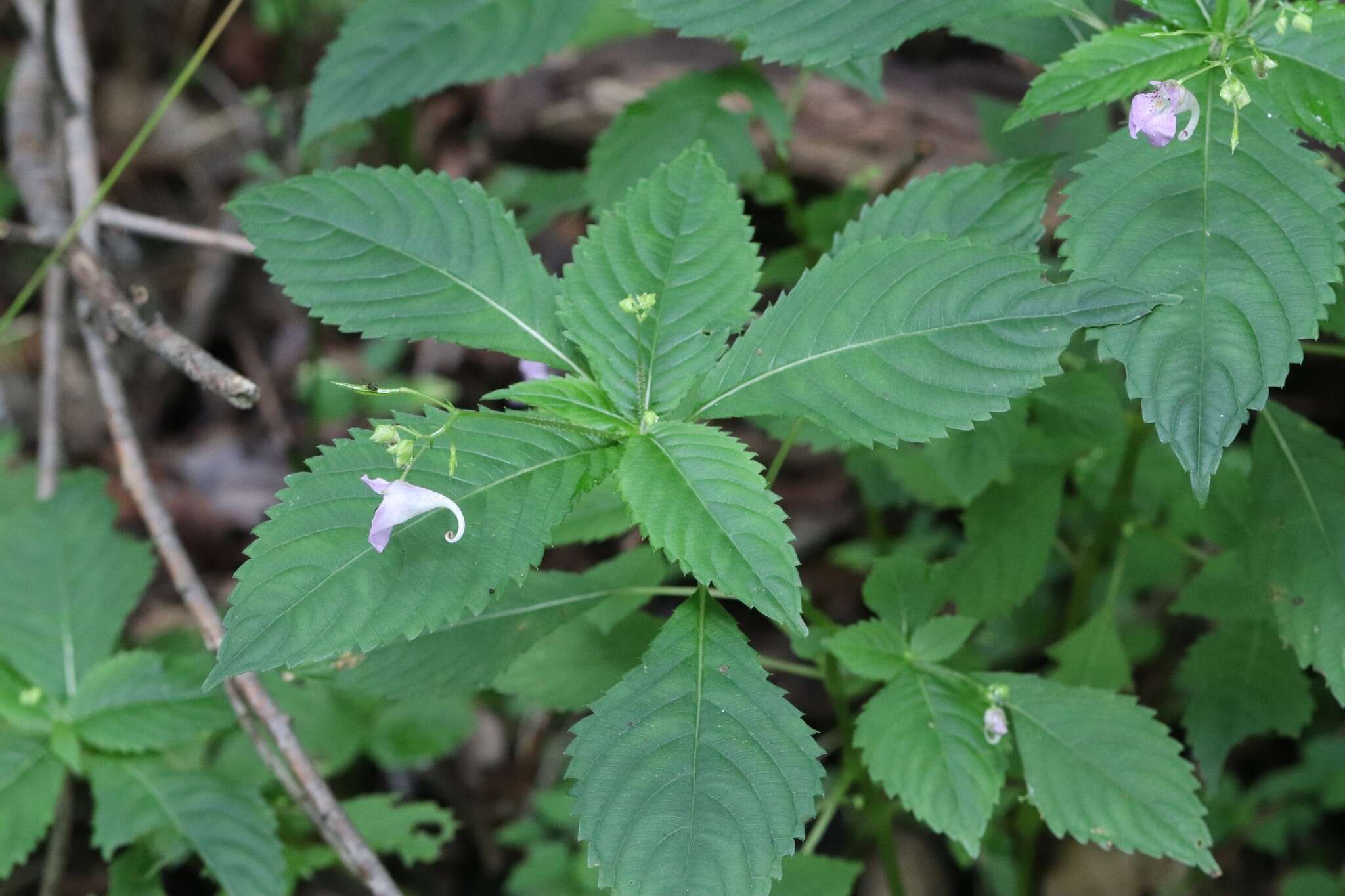 Image de Impatiens furcillata Hemsl. ex Forb. & Hemsl.