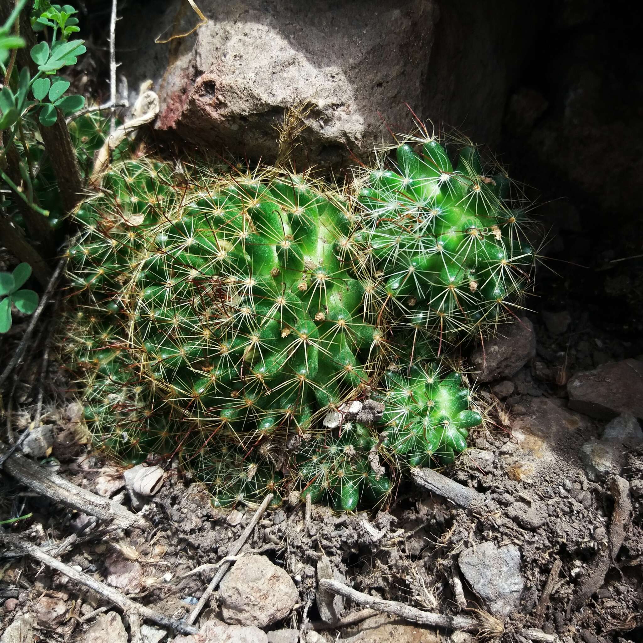 Image of Mammillaria crinita DC.