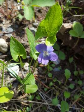 Imagem de Viola novae-angliae House