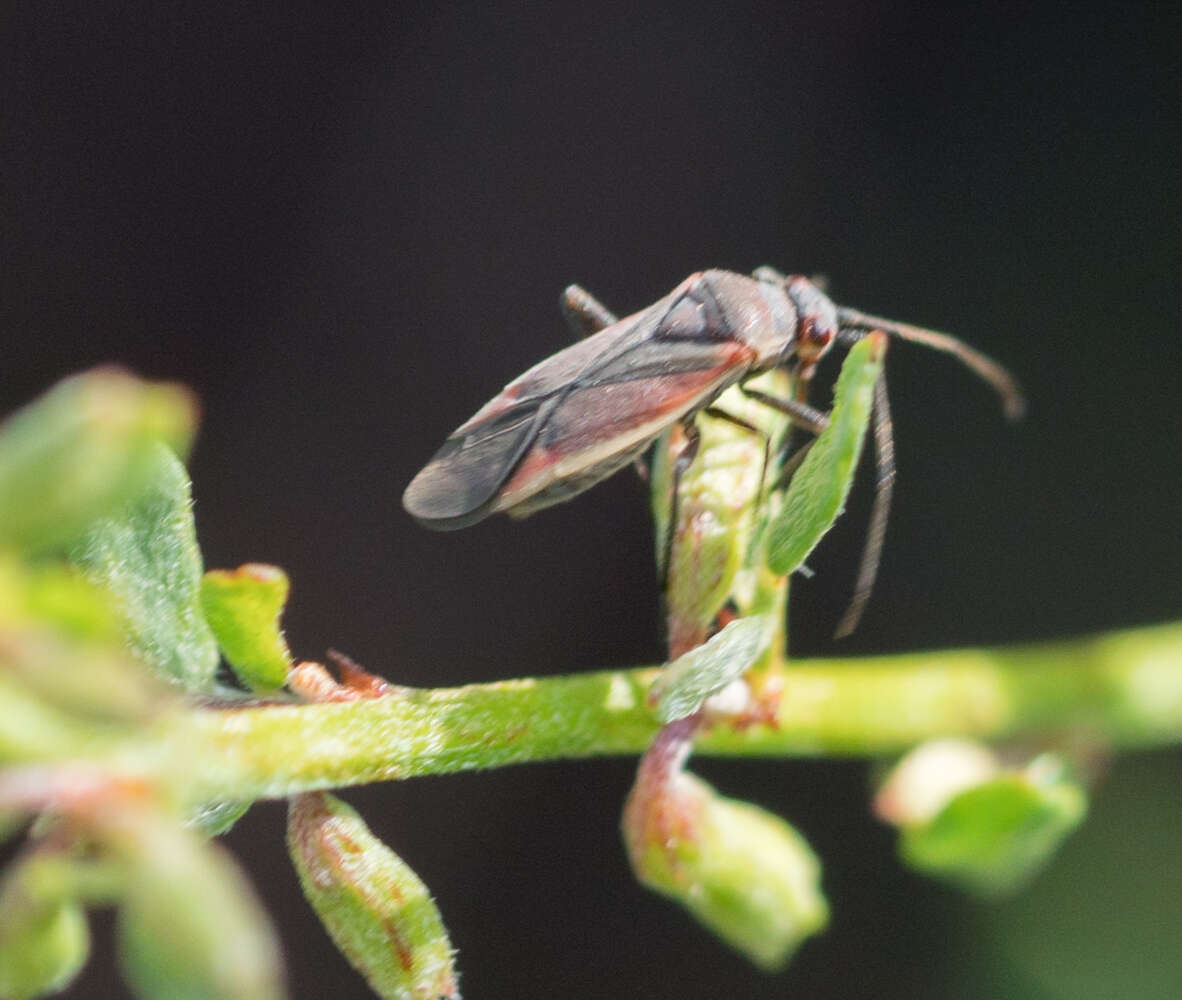 Lopidea marginata Uhler 1894 resmi