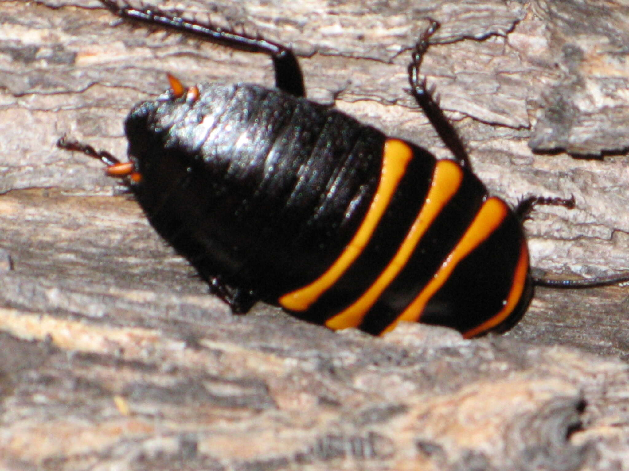 Image of Cosmozosteria trifasciata (Tepper 1893)