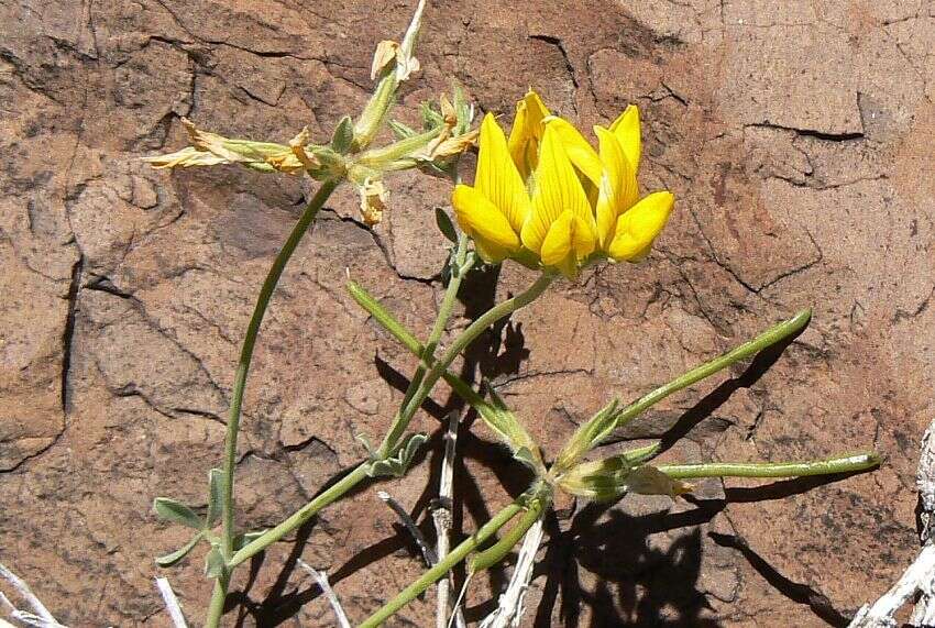 Image de Lotus campylocladus subsp. campylocladus